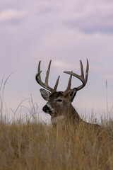 Naklejka na ściany i meble Buck Whitetail Deer Bedded During the Fall Rut in Colorado