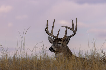 Buck Whitetail Deer Bedded During the Fall Rut in Colorado