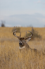 Obraz premium Buck Whitetail Deer Bedded During the Fall Rut in Colorado