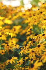yellow flowers background