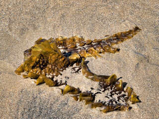 Sugar Kelp  Laminaria-saccharina