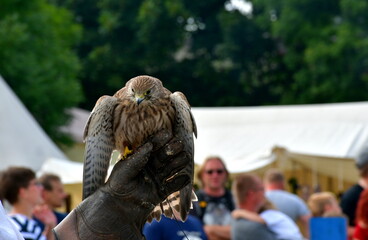 A close up on a big brown and black eagle with fluffy feathers and orange eyes walking along a pavement made out of concrete on a sunny summer day seen on a Polish countryside