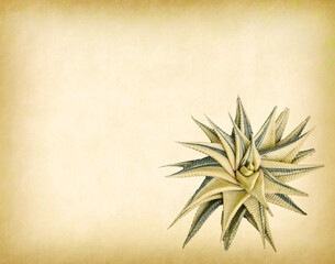 Sharp pointed agave plant leaves on old paper
