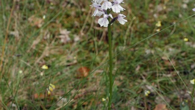 blooming orchis wild orchid in wildlife panorama from bottom to top