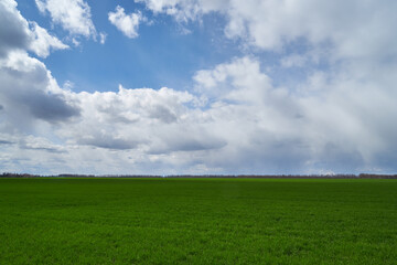 Image of a field of young wheat.