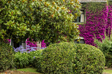 Fototapeta na wymiar Beautiful fuchsia bougainvillea that covers the walls of a house