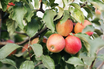 Red apples hanging from tree branches at sunny day and great harvest
