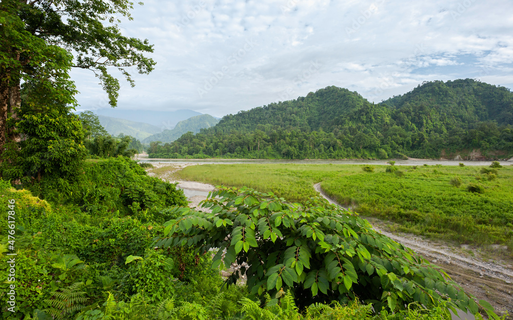 Wall mural thick flora overlooking kameng river and himalayas on overcast day. bhalukpong, india.