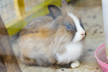 Small decorative rabbit. Bunny walks in nature. The rabbit is white with gray. Fluffy domestic rabbit in a cage. Rabbit farm