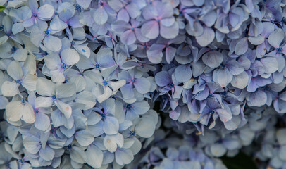 Blue hydrangeas in full bloom