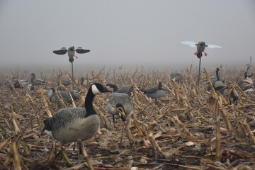 Spinning-wing decoys in a foggy goose spread 