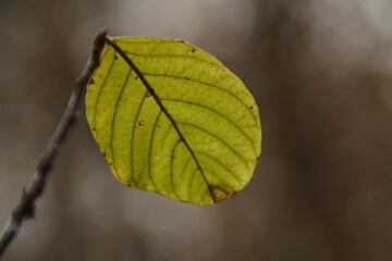Foglia nel bosco