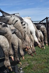 A vertical image of a limit of white-fronted geese 