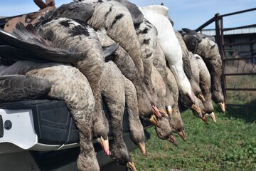 A five-man limit of speckled-belly geese 