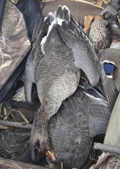 White-fronted geese in a field blind 