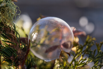 frozen soap bubble on a conifer at a frosty winter morning in december