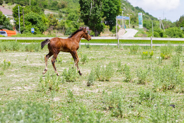 Prancing cute foal in a summer field. Running chestnut horse in the meadow. Summer day