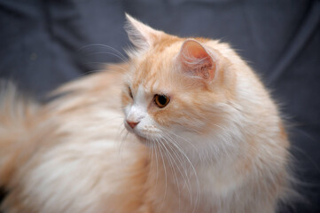 beautiful fluffy peach with white cat