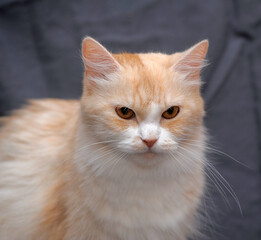 beautiful fluffy peach with white cat