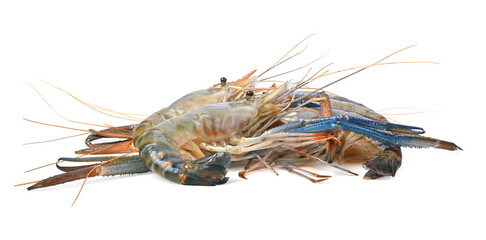 Raw giant freshwater prawn, giant river shrimp isolate on white background.