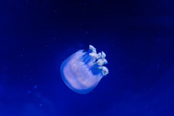 Naklejka na ściany i meble A group of light blue jellyfish swimming in a water