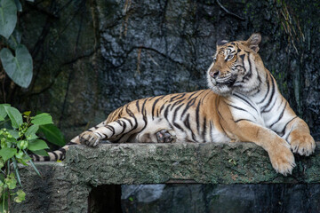 Close up bengal tiger is sit down in forest