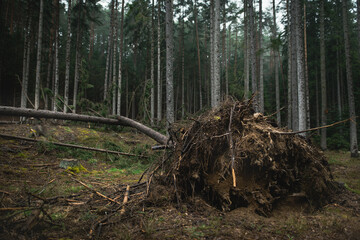 Fallen trees in the forest. Natural disaster - wind calamity.