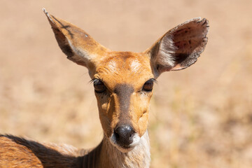 Bushbuck at Mvuu Camp