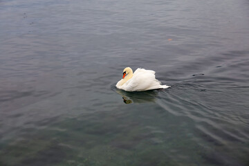 White swan is swimming on the river at swiss
