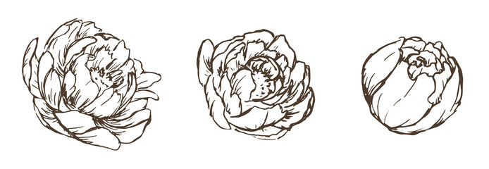 Set of peonies hand drawn illustration. Isolated vector.