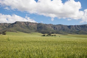 Green wheat fields streaching far with mountains and cloudy blue sky background 
