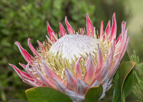 Protea cynaroides, also called the king protea closeup of the large flower