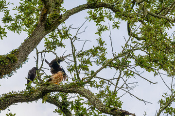 Juvenile Hawk on a branch being watched by one crow as another takes flight