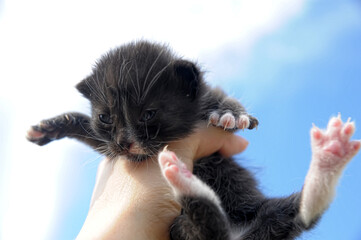 little black kitten in hands