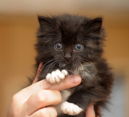 little black kitten in hands