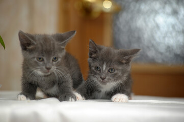 two gray and white kittens