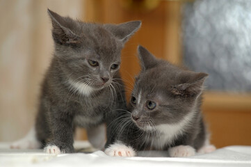 two gray and white kittens