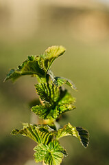 Abstraction growing green leaves on a light background outdoors
