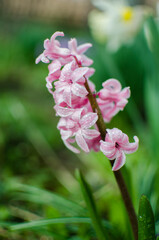 Wonderful hyacinth flowers bloom outdoors in spring on a sunny day