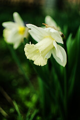 Wonderful daffodil flowers bloom in spring outdoors