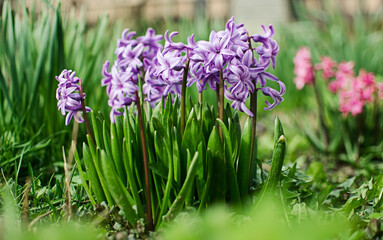 Obraz premium Wonderful hyacinth flowers bloom outdoors in spring on a sunny day