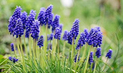 Little spring blue Muscari flowers bloom outdoors