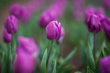purple tulips in the garden