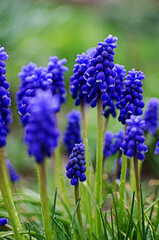 Little spring blue Muscari flowers bloom outdoors
