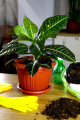 selective focus on the green leaves of the croton plant in a pot against the background of the sun's rays, a bag of earth and yellow gloves, plants in the interior of the house