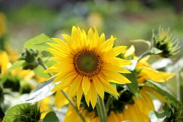 planta flor girassol - helianthus annuus