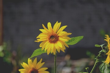 planta flor girassol - helianthus annuus
