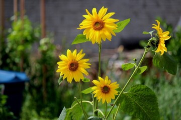 planta flor girassol - helianthus annuus