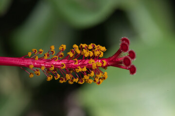 Hibiscus © Reinhard