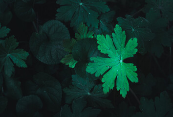 green leafs moody light background